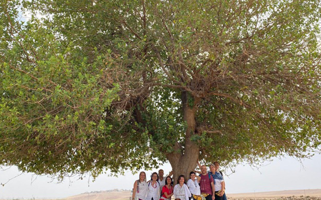 Pulizia dell’albero genealogico